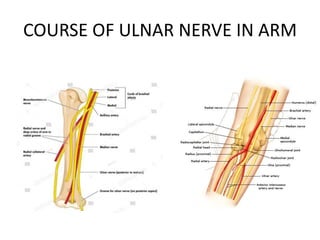 COURSE OF ULNAR NERVE IN ARM
 
