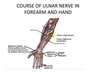 COURSE OF ULNAR NERVE IN
FOREARM AND HAND
 