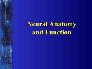 Neural Anatomy
 and Function
 