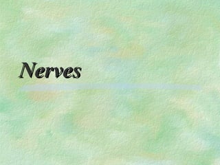 Nerves
 