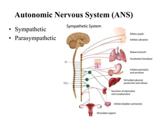 Autonomic Nervous System (ANS)
• Sympathetic
• Parasympathetic
 