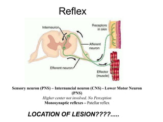 Reflex
Sensory neuron (PNS) – Internuncial neuron (CNS) - Lower Motor Neuron
(PNS)
Higher center not involved. No Perception
Monosynaptic reflexes – Patellar reflex
LOCATION OF LESION????.....
 