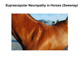 Suprascapular Neuropathy in Horses (Sweeney)
 