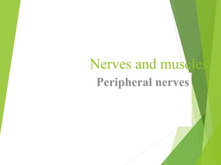 Nerves and muscles
Peripheral nerves
 