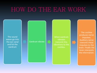 HOW DO THE EAR WORK 
The sound 
waves go into 
the ear canal 
and hit the 
eardrum 
Eardrum vibrate 
When eardrum 
vibrates 
transmit this 
vibrations to the 
cochlea. 
The cochlea 
produces nerve 
impulses. 
Auditory nerve 
transmit these 
impulses to the 
brain. Finally the 
brain interprets 
the information. 
 
