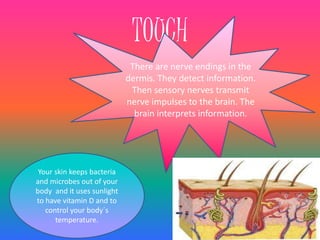 TOUCH 
There are nerve endings in the 
dermis. They detect information. 
Then sensory nerves transmit 
nerve impulses to the brain. The 
brain interprets information. 
Your skin keeps bacteria 
and microbes out of your 
body and it uses sunlight 
to have vitamin D and to 
control your body´s 
temperature. 
 