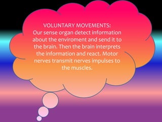 VOLUNTARY MOVEMENTS: 
Our sense organ detect information 
about the enviroment and send it to 
the brain. Then the brain interprets 
the information and react. Motor 
nerves transmit nerves impulses to 
the muscles. 
 