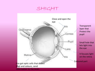 SHIGHT 
Close and open the 
eye 
Transparent 
layer that 
Protect the 
pupil 
Small hole that 
lets light into 
the eye 
It focuses light 
on the retina 
Coloured part 
Has got optic cells that detect 
lihgt and colours, send 
information to the brain. 
 
