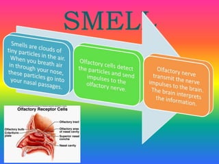 SMELL 
 