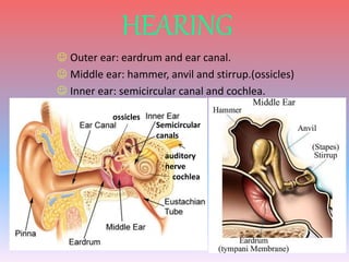 HEARING 
 Outer ear: eardrum and ear canal. 
 Middle ear: hammer, anvil and stirrup.(ossicles) 
 Inner ear: semicircular canal and cochlea. 
ossicles 
Semicircular 
canals 
auditory 
nerve 
cochlea 
 