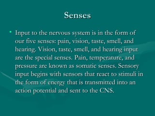 Nerves and synapses | PPT