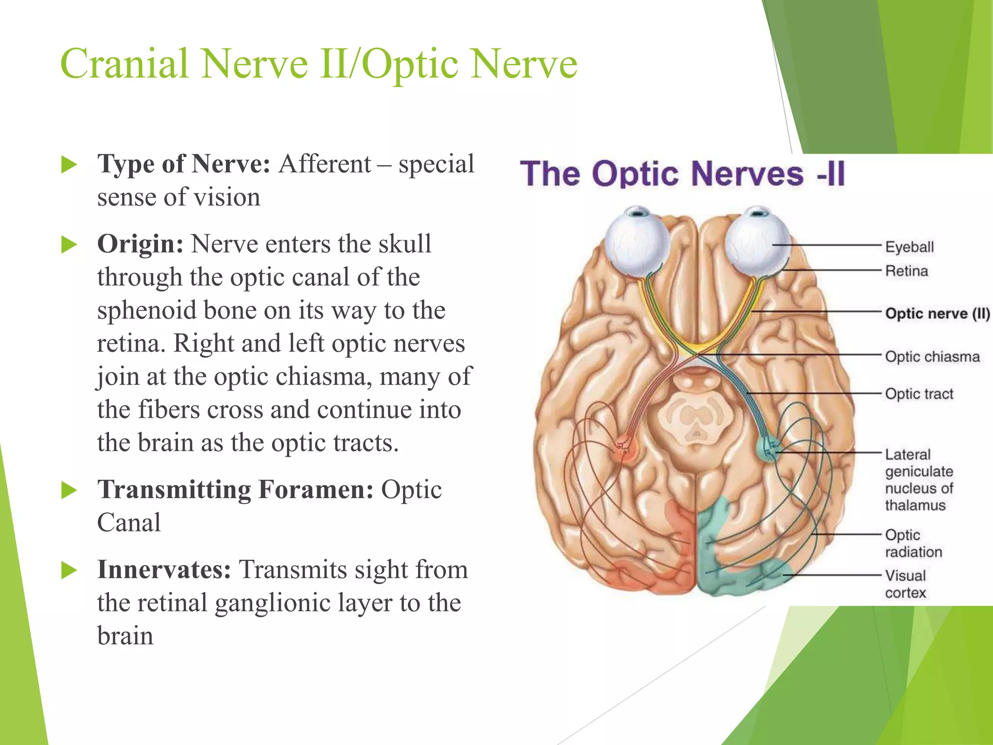 Cranial Nerve II/Optic Nerve 
 Type of Nerve: Afferent – special 
sense of vision 
 Origin: Nerve enters the skull 
through the optic canal of the 
sphenoid bone on its way to the 
retina. Right and left optic nerves 
join at the optic chiasma, many of 
the fibers cross and continue into 
the brain as the optic tracts. 
 Transmitting Foramen: Optic 
Canal 
 Innervates: Transmits sight from 
the retinal ganglionic layer to the 
brain 
 
