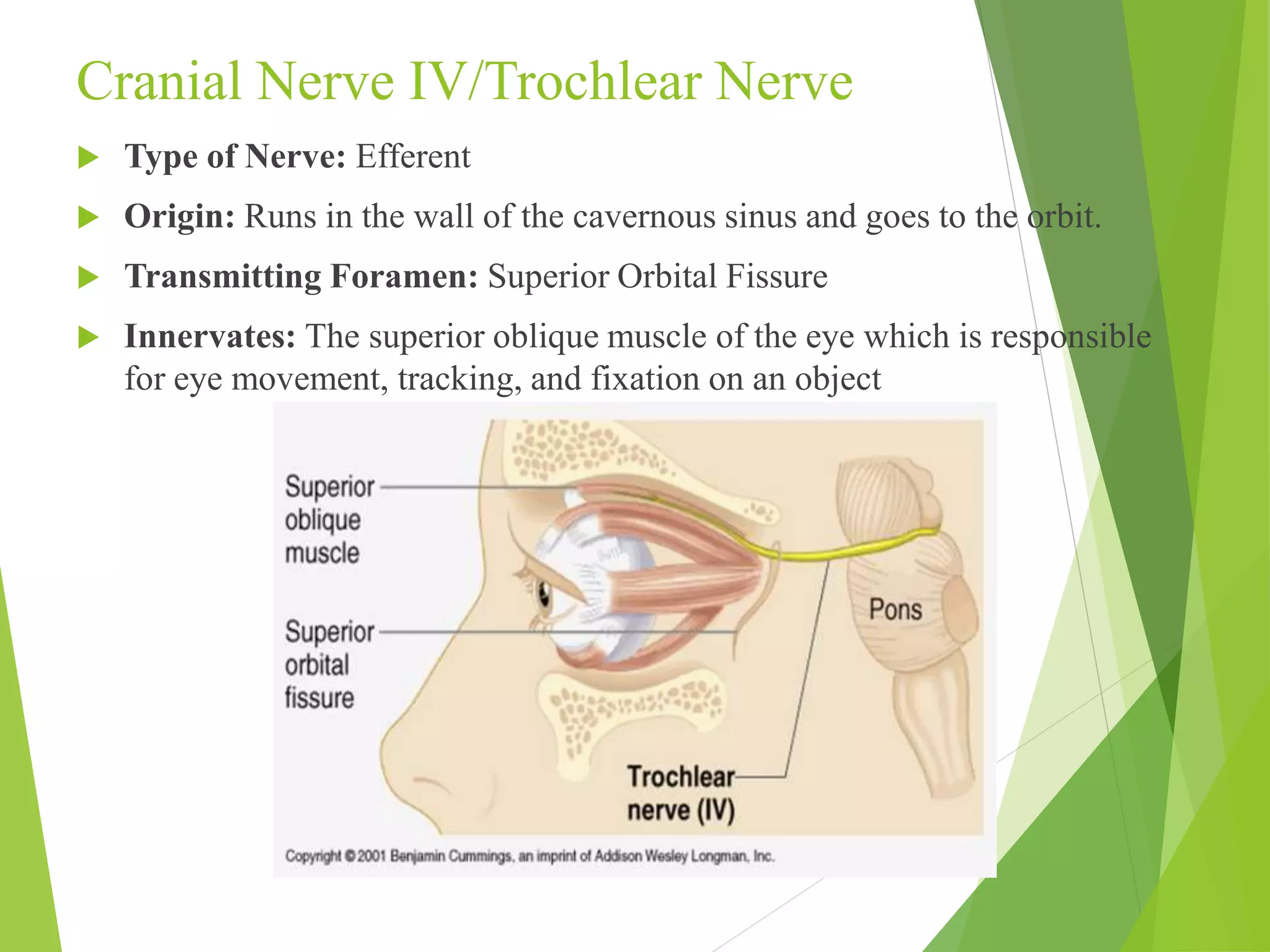 Cranial Nerve IV/Trochlear Nerve 
 Type of Nerve: Efferent 
 Origin: Runs in the wall of the cavernous sinus and goes to the orbit. 
 Transmitting Foramen: Superior Orbital Fissure 
 Innervates: The superior oblique muscle of the eye which is responsible 
for eye movement, tracking, and fixation on an object 
 