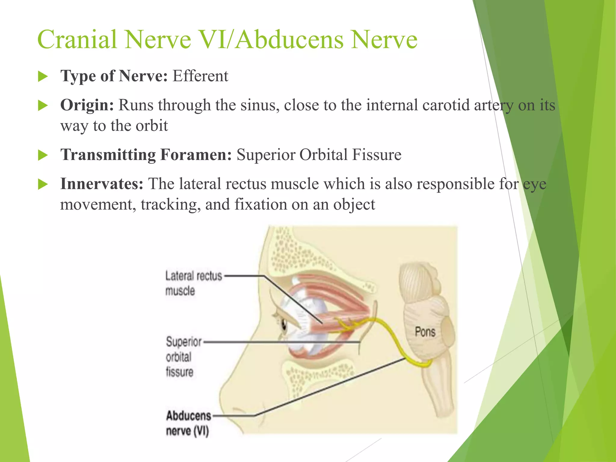 Cranial Nerve VI/Abducens Nerve 
 Type of Nerve: Efferent 
 Origin: Runs through the sinus, close to the internal carotid artery on its 
way to the orbit 
 Transmitting Foramen: Superior Orbital Fissure 
 Innervates: The lateral rectus muscle which is also responsible for eye 
movement, tracking, and fixation on an object 
 