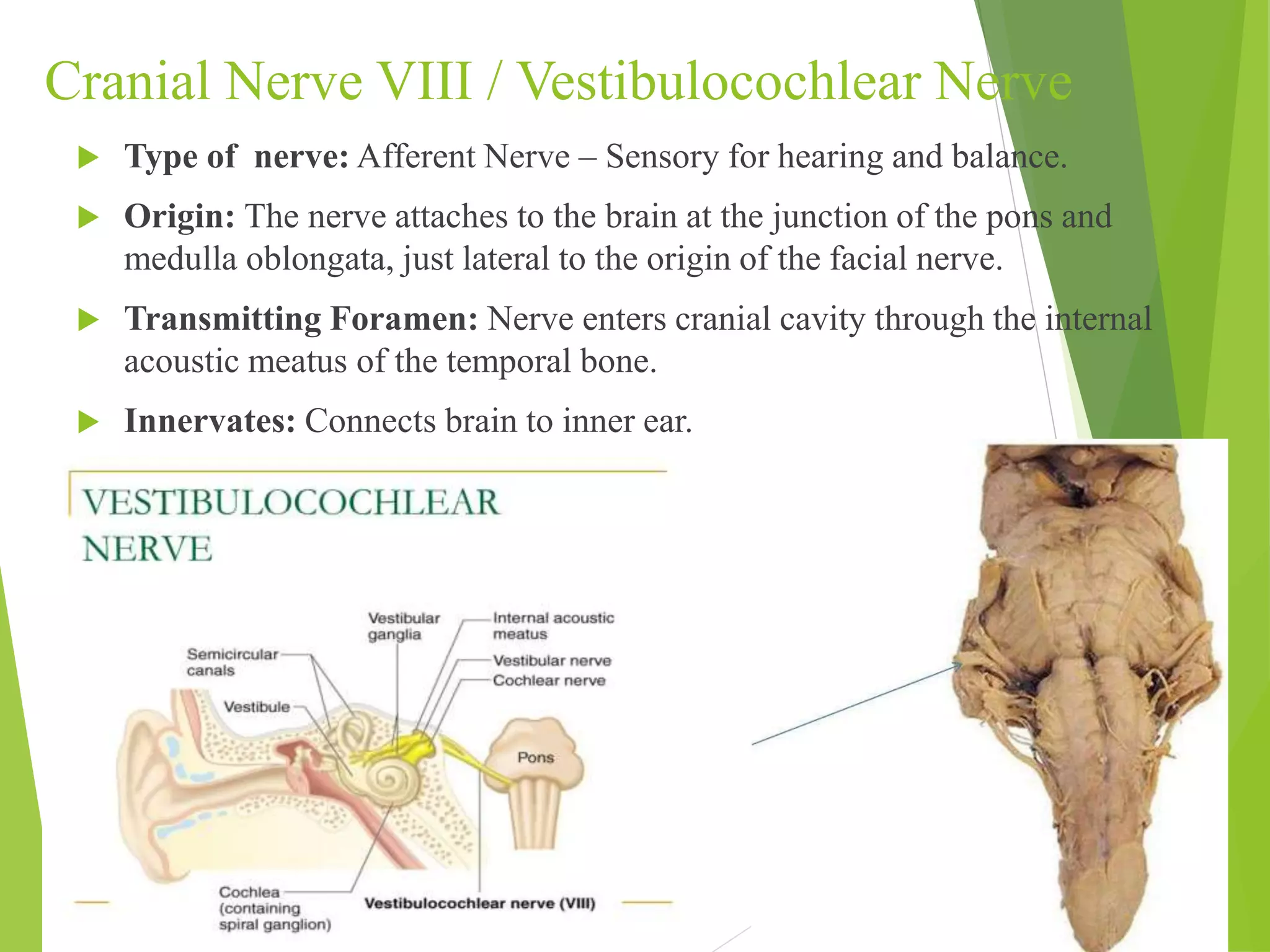 Cranial Nerve VIII / Vestibulocochlear Nerve 
 Type of nerve: Afferent Nerve – Sensory for hearing and balance. 
 Origin: The nerve attaches to the brain at the junction of the pons and 
medulla oblongata, just lateral to the origin of the facial nerve. 
 Transmitting Foramen: Nerve enters cranial cavity through the internal 
acoustic meatus of the temporal bone. 
 Innervates: Connects brain to inner ear. 
 