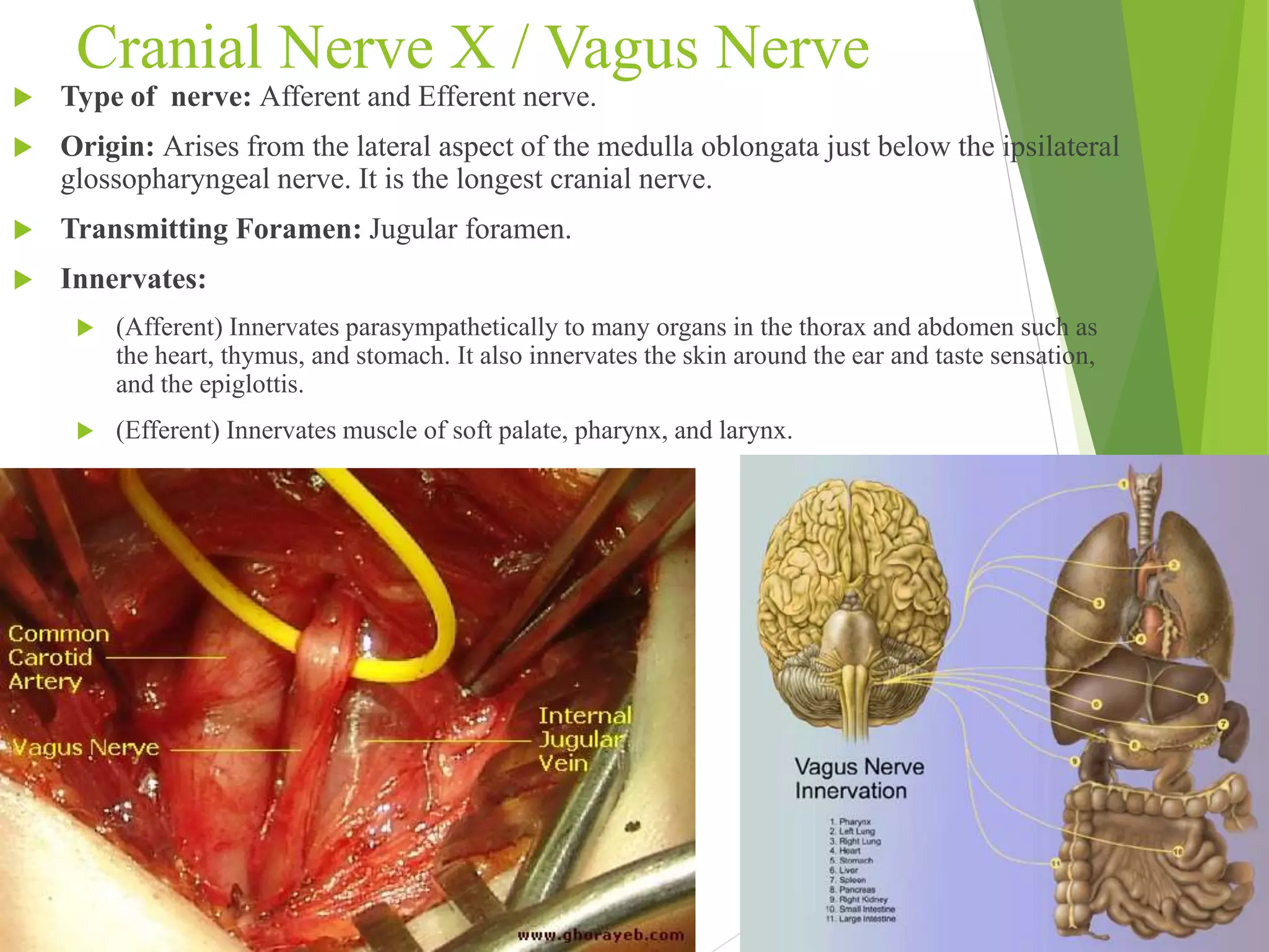Cranial Nerve X / Vagus Nerve 
 Type of nerve: Afferent and Efferent nerve. 
 Origin: Arises from the lateral aspect of the medulla oblongata just below the ipsilateral 
glossopharyngeal nerve. It is the longest cranial nerve. 
 Transmitting Foramen: Jugular foramen. 
 Innervates: 
 (Afferent) Innervates parasympathetically to many organs in the thorax and abdomen such as 
the heart, thymus, and stomach. It also innervates the skin around the ear and taste sensation, 
and the epiglottis. 
 (Efferent) Innervates muscle of soft palate, pharynx, and larynx. 
 