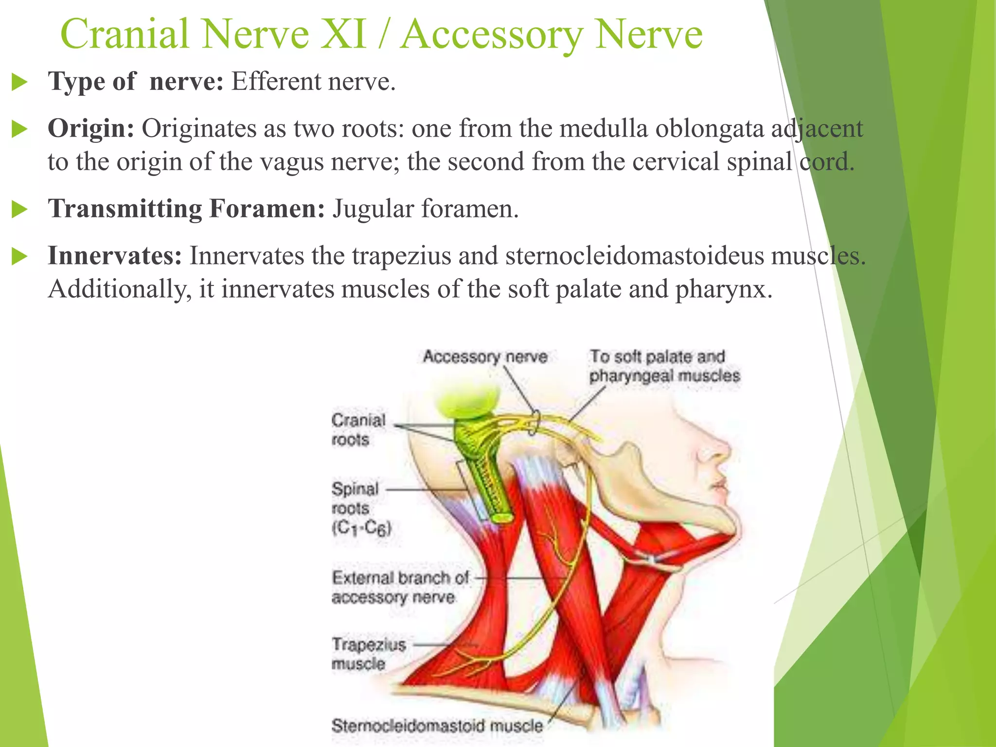 Cranial Nerve XI / Accessory Nerve 
 Type of nerve: Efferent nerve. 
 Origin: Originates as two roots: one from the medulla oblongata adjacent 
to the origin of the vagus nerve; the second from the cervical spinal cord. 
 Transmitting Foramen: Jugular foramen. 
 Innervates: Innervates the trapezius and sternocleidomastoideus muscles. 
Additionally, it innervates muscles of the soft palate and pharynx. 
 