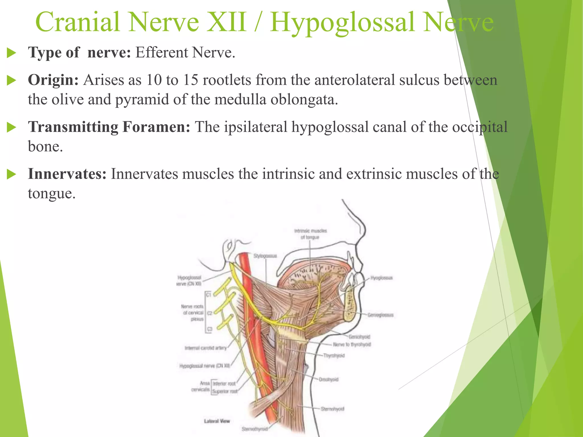 Cranial Nerve XII / Hypoglossal Nerve 
 Type of nerve: Efferent Nerve. 
 Origin: Arises as 10 to 15 rootlets from the anterolateral sulcus between 
the olive and pyramid of the medulla oblongata. 
 Transmitting Foramen: The ipsilateral hypoglossal canal of the occipital 
bone. 
 Innervates: Innervates muscles the intrinsic and extrinsic muscles of the 
tongue. 
 