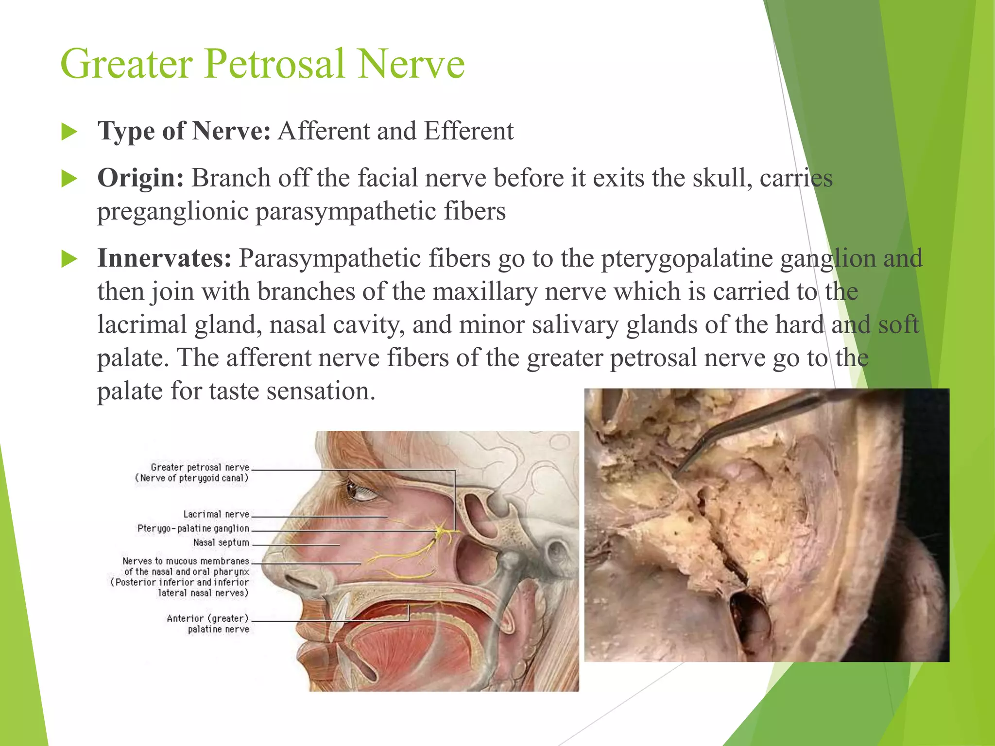 Greater Petrosal Nerve 
 Type of Nerve: Afferent and Efferent 
 Origin: Branch off the facial nerve before it exits the skull, carries 
preganglionic parasympathetic fibers 
 Innervates: Parasympathetic fibers go to the pterygopalatine ganglion and 
then join with branches of the maxillary nerve which is carried to the 
lacrimal gland, nasal cavity, and minor salivary glands of the hard and soft 
palate. The afferent nerve fibers of the greater petrosal nerve go to the 
palate for taste sensation. 
 