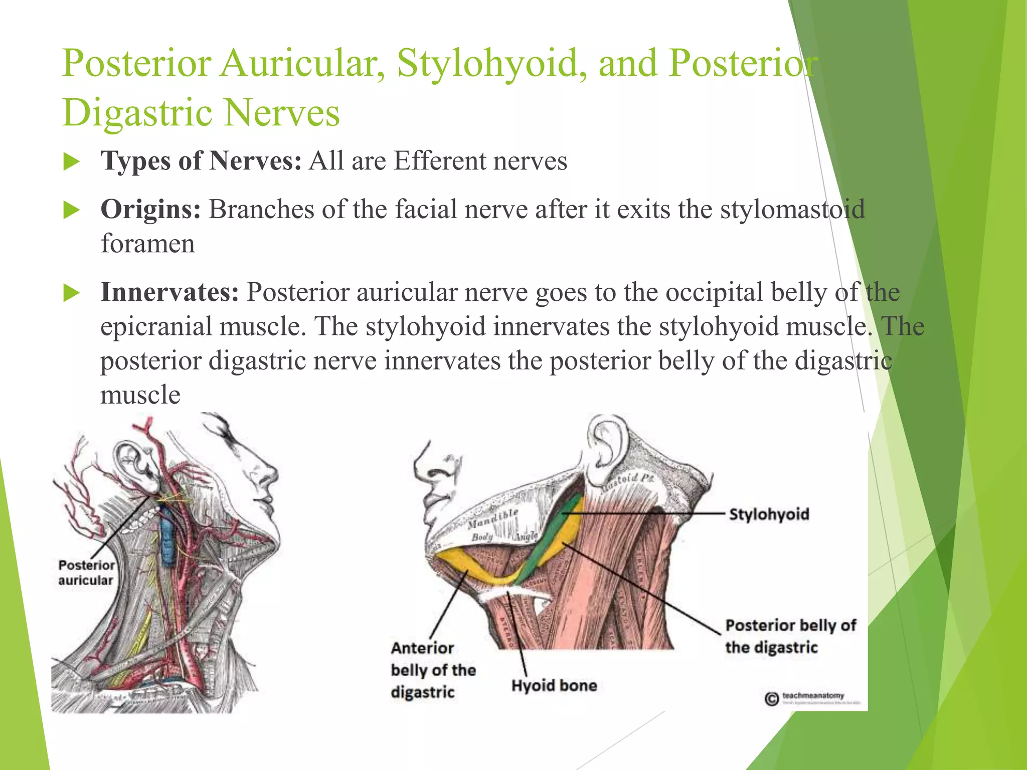Posterior Auricular, Stylohyoid, and Posterior 
Digastric Nerves 
 Types of Nerves: All are Efferent nerves 
 Origins: Branches of the facial nerve after it exits the stylomastoid 
foramen 
 Innervates: Posterior auricular nerve goes to the occipital belly of the 
epicranial muscle. The stylohyoid innervates the stylohyoid muscle. The 
posterior digastric nerve innervates the posterior belly of the digastric 
muscle 
 