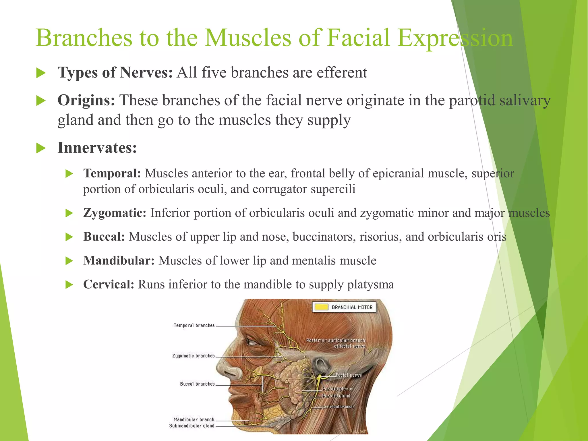 Branches to the Muscles of Facial Expression 
 Types of Nerves: All five branches are efferent 
 Origins: These branches of the facial nerve originate in the parotid salivary 
gland and then go to the muscles they supply 
 Innervates: 
 Temporal: Muscles anterior to the ear, frontal belly of epicranial muscle, superior 
portion of orbicularis oculi, and corrugator supercili 
 Zygomatic: Inferior portion of orbicularis oculi and zygomatic minor and major muscles 
 Buccal: Muscles of upper lip and nose, buccinators, risorius, and orbicularis oris 
 Mandibular: Muscles of lower lip and mentalis muscle 
 Cervical: Runs inferior to the mandible to supply platysma 
 