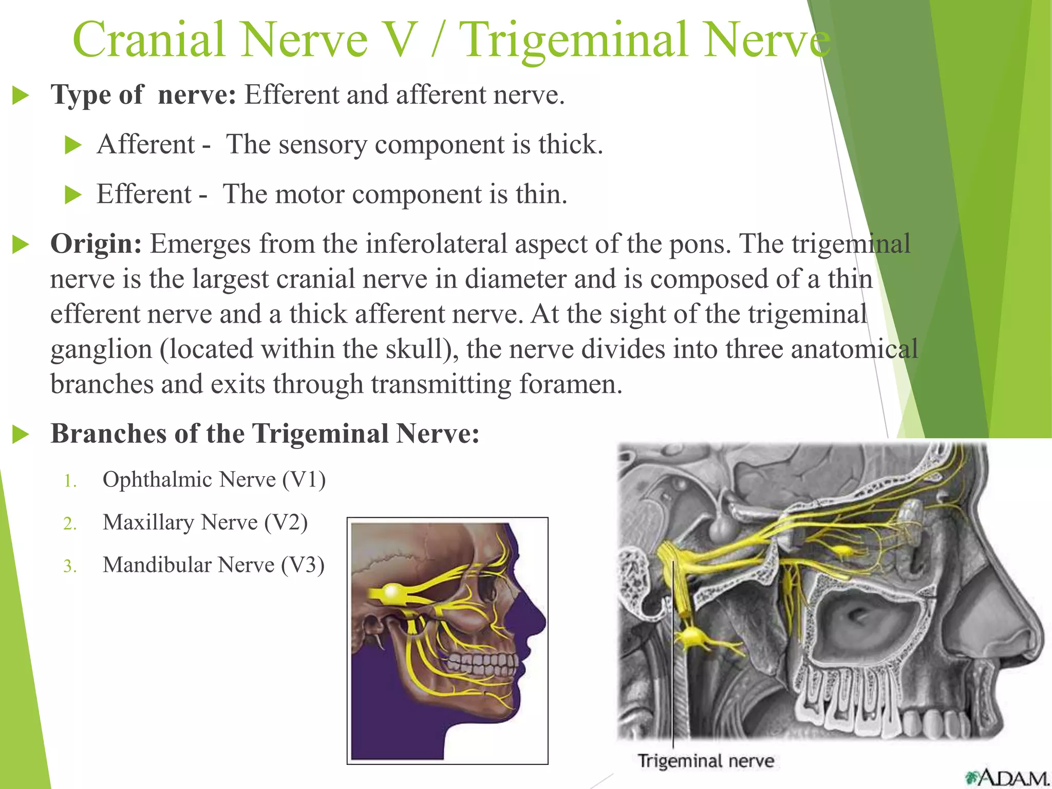 Cranial Nerve V / Trigeminal Nerve 
 Type of nerve: Efferent and afferent nerve. 
 Afferent - The sensory component is thick. 
 Efferent - The motor component is thin. 
 Origin: Emerges from the inferolateral aspect of the pons. The trigeminal 
nerve is the largest cranial nerve in diameter and is composed of a thin 
efferent nerve and a thick afferent nerve. At the sight of the trigeminal 
ganglion (located within the skull), the nerve divides into three anatomical 
branches and exits through transmitting foramen. 
 Branches of the Trigeminal Nerve: 
1. Ophthalmic Nerve (V1) 
2. Maxillary Nerve (V2) 
3. Mandibular Nerve (V3) 
 