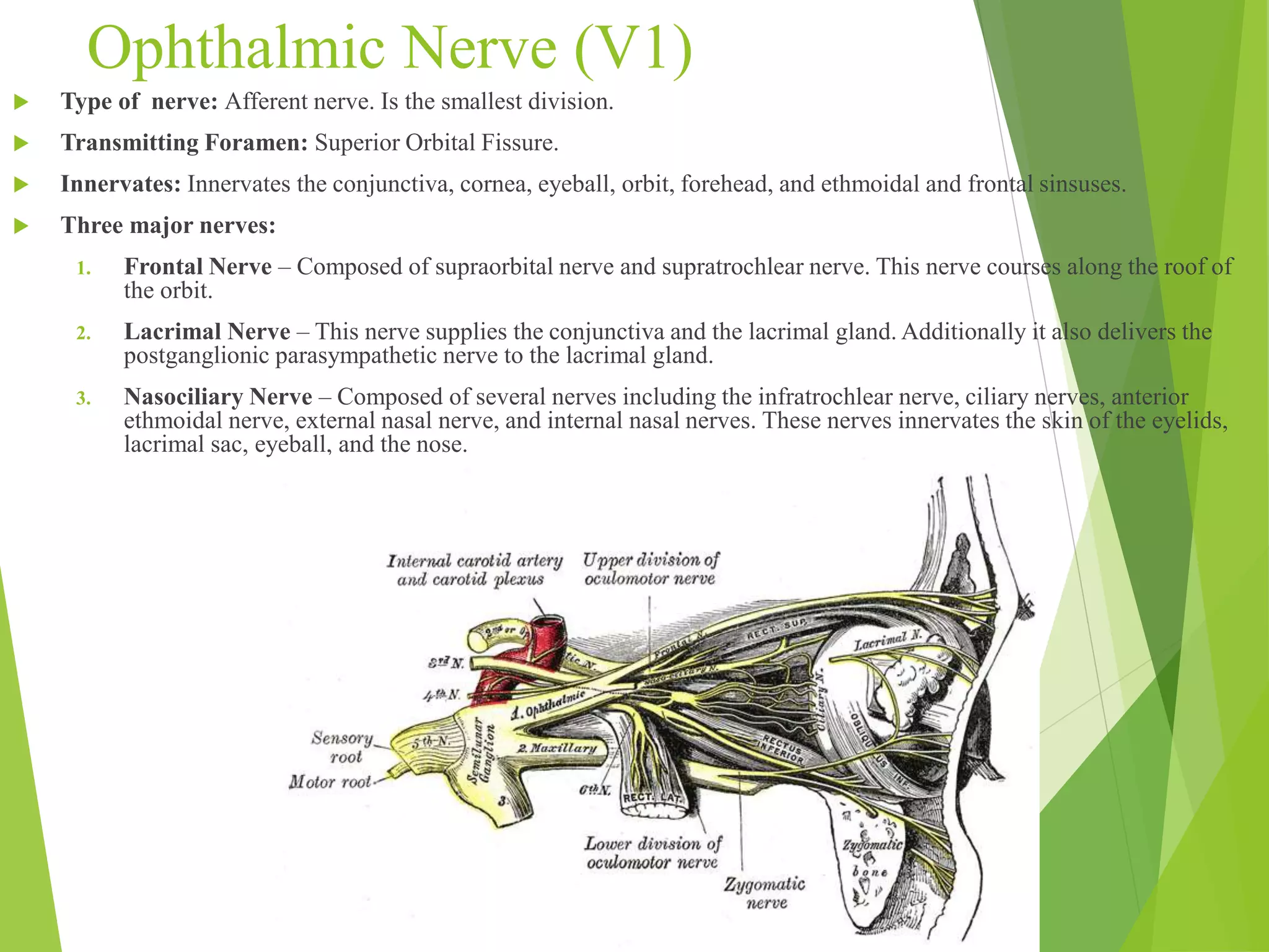 Ophthalmic Nerve (V1) 
 Type of nerve: Afferent nerve. Is the smallest division. 
 Transmitting Foramen: Superior Orbital Fissure. 
 Innervates: Innervates the conjunctiva, cornea, eyeball, orbit, forehead, and ethmoidal and frontal sinsuses. 
 Three major nerves: 
1. Frontal Nerve – Composed of supraorbital nerve and supratrochlear nerve. This nerve courses along the roof of 
the orbit. 
2. Lacrimal Nerve – This nerve supplies the conjunctiva and the lacrimal gland. Additionally it also delivers the 
postganglionic parasympathetic nerve to the lacrimal gland. 
3. Nasociliary Nerve – Composed of several nerves including the infratrochlear nerve, ciliary nerves, anterior 
ethmoidal nerve, external nasal nerve, and internal nasal nerves. These nerves innervates the skin of the eyelids, 
lacrimal sac, eyeball, and the nose. 
 