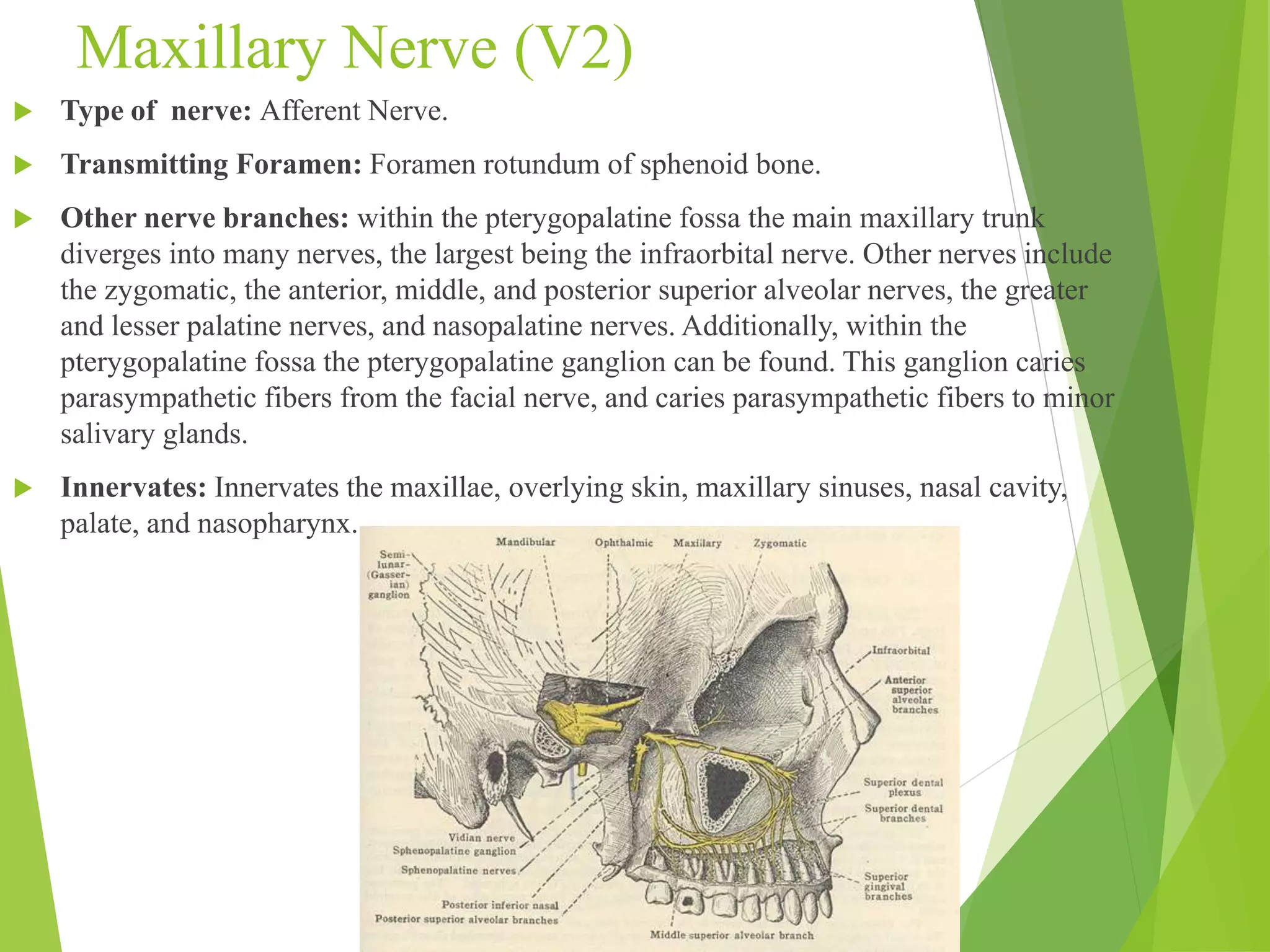 Maxillary Nerve (V2) 
 Type of nerve: Afferent Nerve. 
 Transmitting Foramen: Foramen rotundum of sphenoid bone. 
 Other nerve branches: within the pterygopalatine fossa the main maxillary trunk 
diverges into many nerves, the largest being the infraorbital nerve. Other nerves include 
the zygomatic, the anterior, middle, and posterior superior alveolar nerves, the greater 
and lesser palatine nerves, and nasopalatine nerves. Additionally, within the 
pterygopalatine fossa the pterygopalatine ganglion can be found. This ganglion caries 
parasympathetic fibers from the facial nerve, and caries parasympathetic fibers to minor 
salivary glands. 
 Innervates: Innervates the maxillae, overlying skin, maxillary sinuses, nasal cavity, 
palate, and nasopharynx. 
 