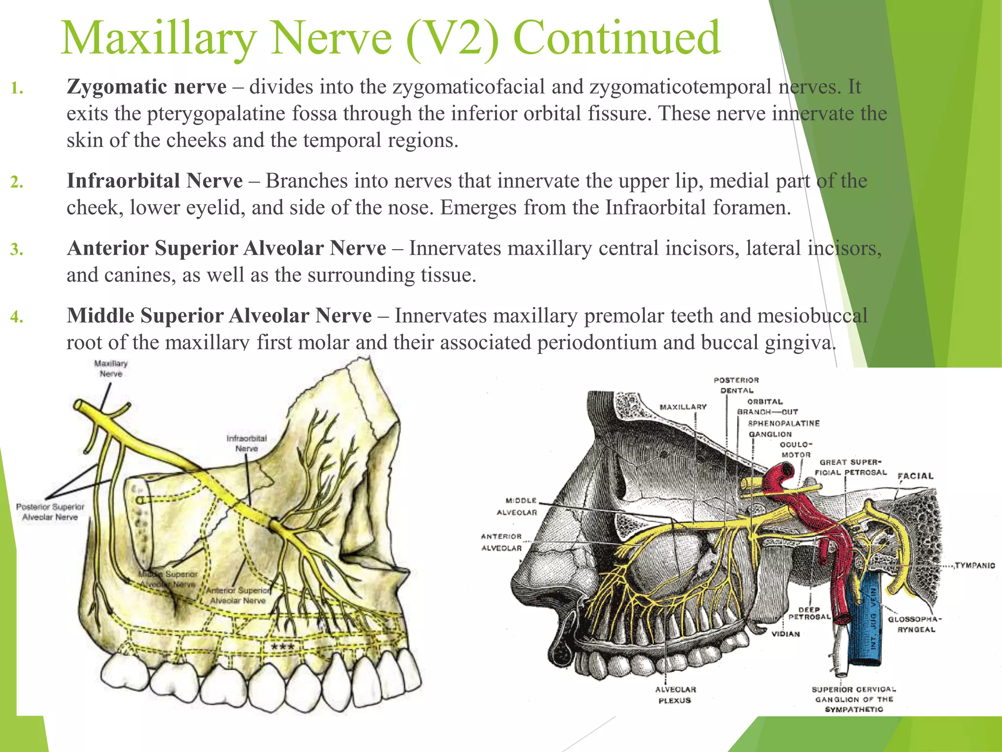 Maxillary Nerve (V2) Continued 
1. Zygomatic nerve – divides into the zygomaticofacial and zygomaticotemporal nerves. It 
exits the pterygopalatine fossa through the inferior orbital fissure. These nerve innervate the 
skin of the cheeks and the temporal regions. 
2. Infraorbital Nerve – Branches into nerves that innervate the upper lip, medial part of the 
cheek, lower eyelid, and side of the nose. Emerges from the Infraorbital foramen. 
3. Anterior Superior Alveolar Nerve – Innervates maxillary central incisors, lateral incisors, 
and canines, as well as the surrounding tissue. 
4. Middle Superior Alveolar Nerve – Innervates maxillary premolar teeth and mesiobuccal 
root of the maxillary first molar and their associated periodontium and buccal gingiva. 
 