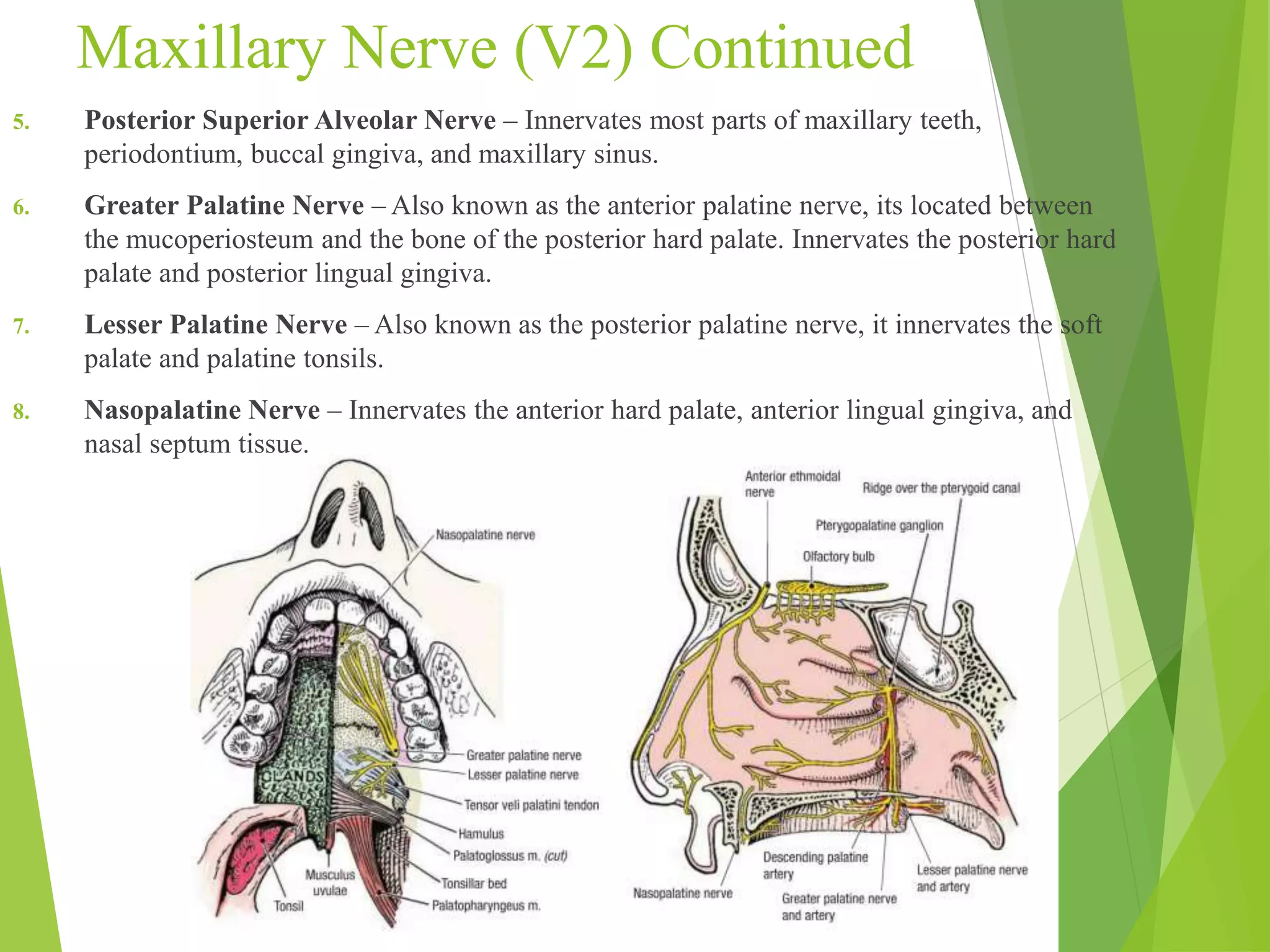 Maxillary Nerve (V2) Continued 
5. Posterior Superior Alveolar Nerve – Innervates most parts of maxillary teeth, 
periodontium, buccal gingiva, and maxillary sinus. 
6. Greater Palatine Nerve – Also known as the anterior palatine nerve, its located between 
the mucoperiosteum and the bone of the posterior hard palate. Innervates the posterior hard 
palate and posterior lingual gingiva. 
7. Lesser Palatine Nerve – Also known as the posterior palatine nerve, it innervates the soft 
palate and palatine tonsils. 
8. Nasopalatine Nerve – Innervates the anterior hard palate, anterior lingual gingiva, and 
nasal septum tissue. 
 