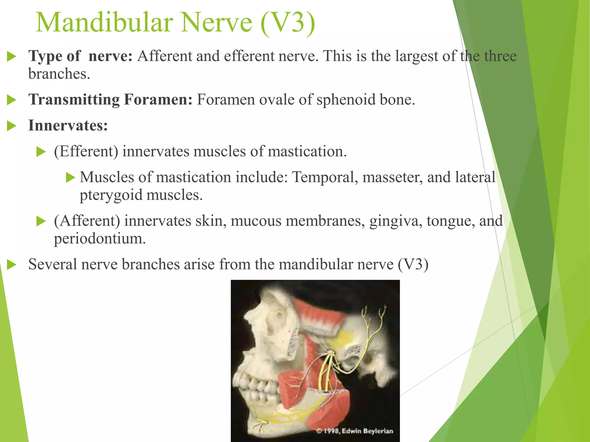 Mandibular Nerve (V3) 
 Type of nerve: Afferent and efferent nerve. This is the largest of the three 
branches. 
 Transmitting Foramen: Foramen ovale of sphenoid bone. 
 Innervates: 
 (Efferent) innervates muscles of mastication. 
 Muscles of mastication include: Temporal, masseter, and lateral 
pterygoid muscles. 
 (Afferent) innervates skin, mucous membranes, gingiva, tongue, and 
periodontium. 
 Several nerve branches arise from the mandibular nerve (V3) 
 