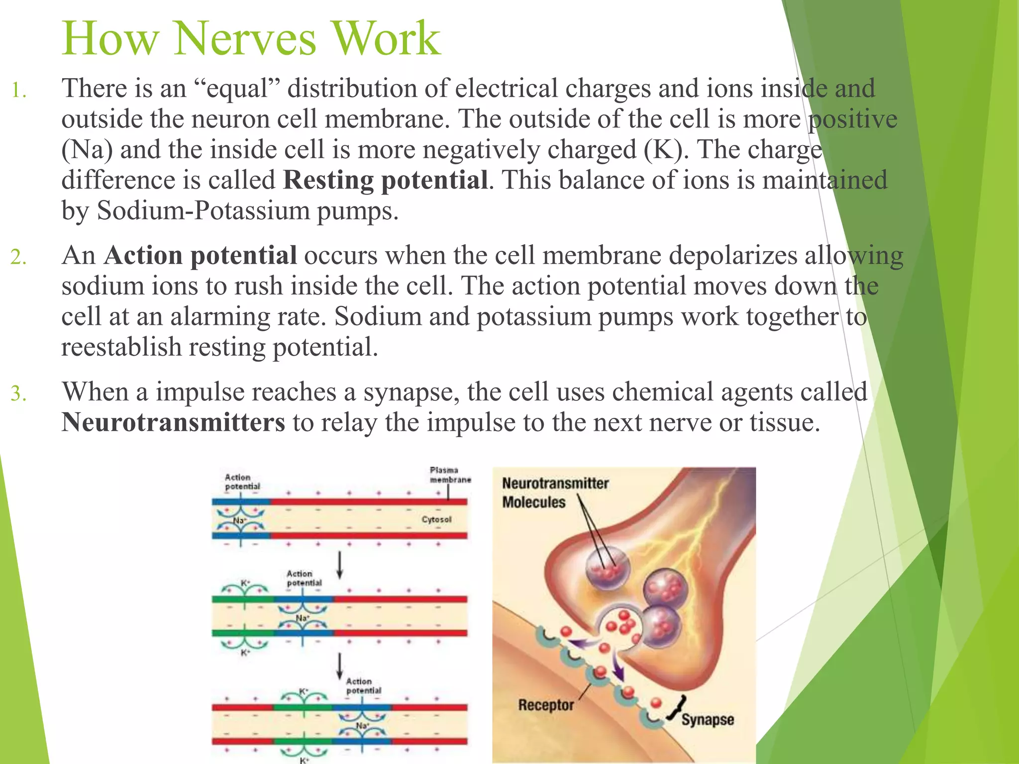 How Nerves Work 
1. There is an “equal” distribution of electrical charges and ions inside and 
outside the neuron cell membrane. The outside of the cell is more positive 
(Na) and the inside cell is more negatively charged (K). The charge 
difference is called Resting potential. This balance of ions is maintained 
by Sodium-Potassium pumps. 
2. An Action potential occurs when the cell membrane depolarizes allowing 
sodium ions to rush inside the cell. The action potential moves down the 
cell at an alarming rate. Sodium and potassium pumps work together to 
reestablish resting potential. 
3. When a impulse reaches a synapse, the cell uses chemical agents called 
Neurotransmitters to relay the impulse to the next nerve or tissue. 
 