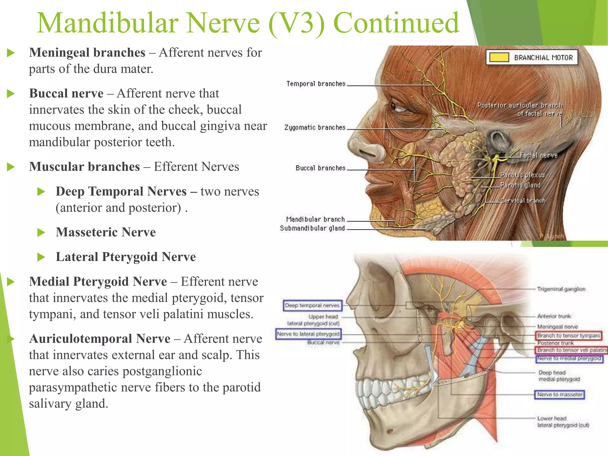 Mandibular Nerve (V3) Continued 
 Meningeal branches – Afferent nerves for 
parts of the dura mater. 
 Buccal nerve – Afferent nerve that 
innervates the skin of the cheek, buccal 
mucous membrane, and buccal gingiva near 
mandibular posterior teeth. 
 Muscular branches – Efferent Nerves 
 Deep Temporal Nerves – two nerves 
(anterior and posterior) . 
 Masseteric Nerve 
 Lateral Pterygoid Nerve 
 Medial Pterygoid Nerve – Efferent nerve 
that innervates the medial pterygoid, tensor 
tympani, and tensor veli palatini muscles. 
 Auriculotemporal Nerve – Afferent nerve 
that innervates external ear and scalp. This 
nerve also caries postganglionic 
parasympathetic nerve fibers to the parotid 
salivary gland. 
 