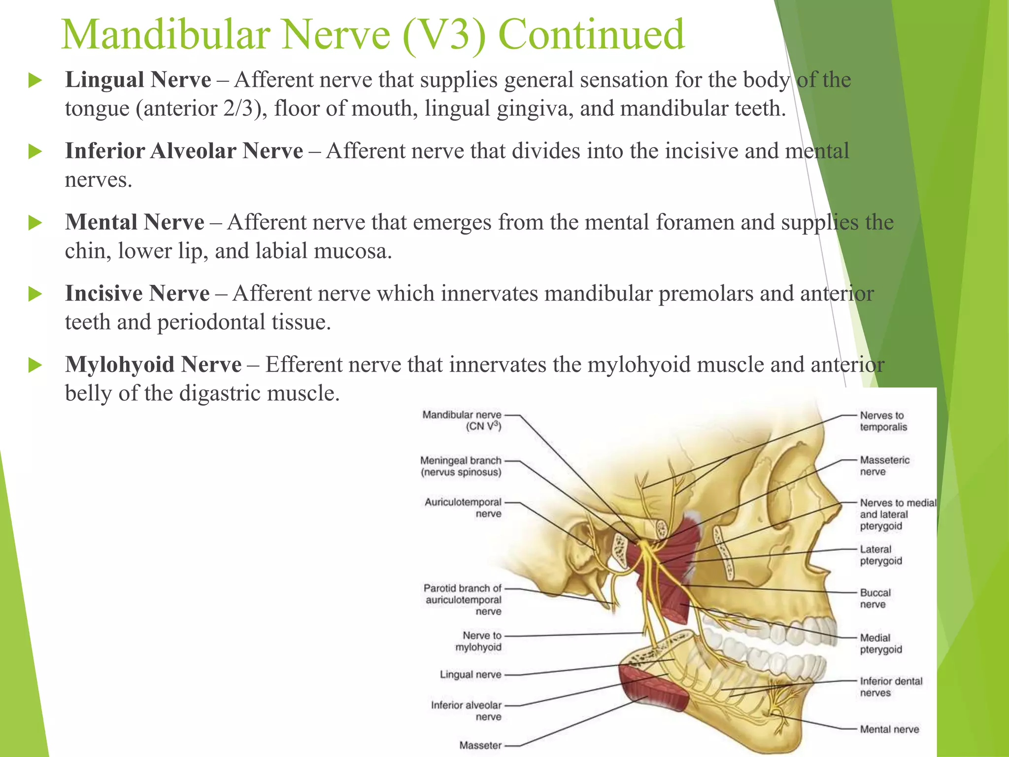 Mandibular Nerve (V3) Continued 
 Lingual Nerve – Afferent nerve that supplies general sensation for the body of the 
tongue (anterior 2/3), floor of mouth, lingual gingiva, and mandibular teeth. 
 Inferior Alveolar Nerve – Afferent nerve that divides into the incisive and mental 
nerves. 
 Mental Nerve – Afferent nerve that emerges from the mental foramen and supplies the 
chin, lower lip, and labial mucosa. 
 Incisive Nerve – Afferent nerve which innervates mandibular premolars and anterior 
teeth and periodontal tissue. 
 Mylohyoid Nerve – Efferent nerve that innervates the mylohyoid muscle and anterior 
belly of the digastric muscle. 
 