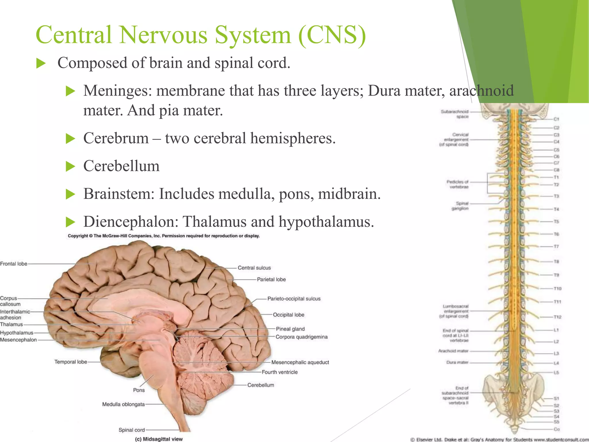 Central Nervous System (CNS) 
 Composed of brain and spinal cord. 
 Meninges: membrane that has three layers; Dura mater, arachnoid 
mater. And pia mater. 
 Cerebrum – two cerebral hemispheres. 
 Cerebellum 
 Brainstem: Includes medulla, pons, midbrain. 
 Diencephalon: Thalamus and hypothalamus. 
 Surrounded and protected by bone. 
 