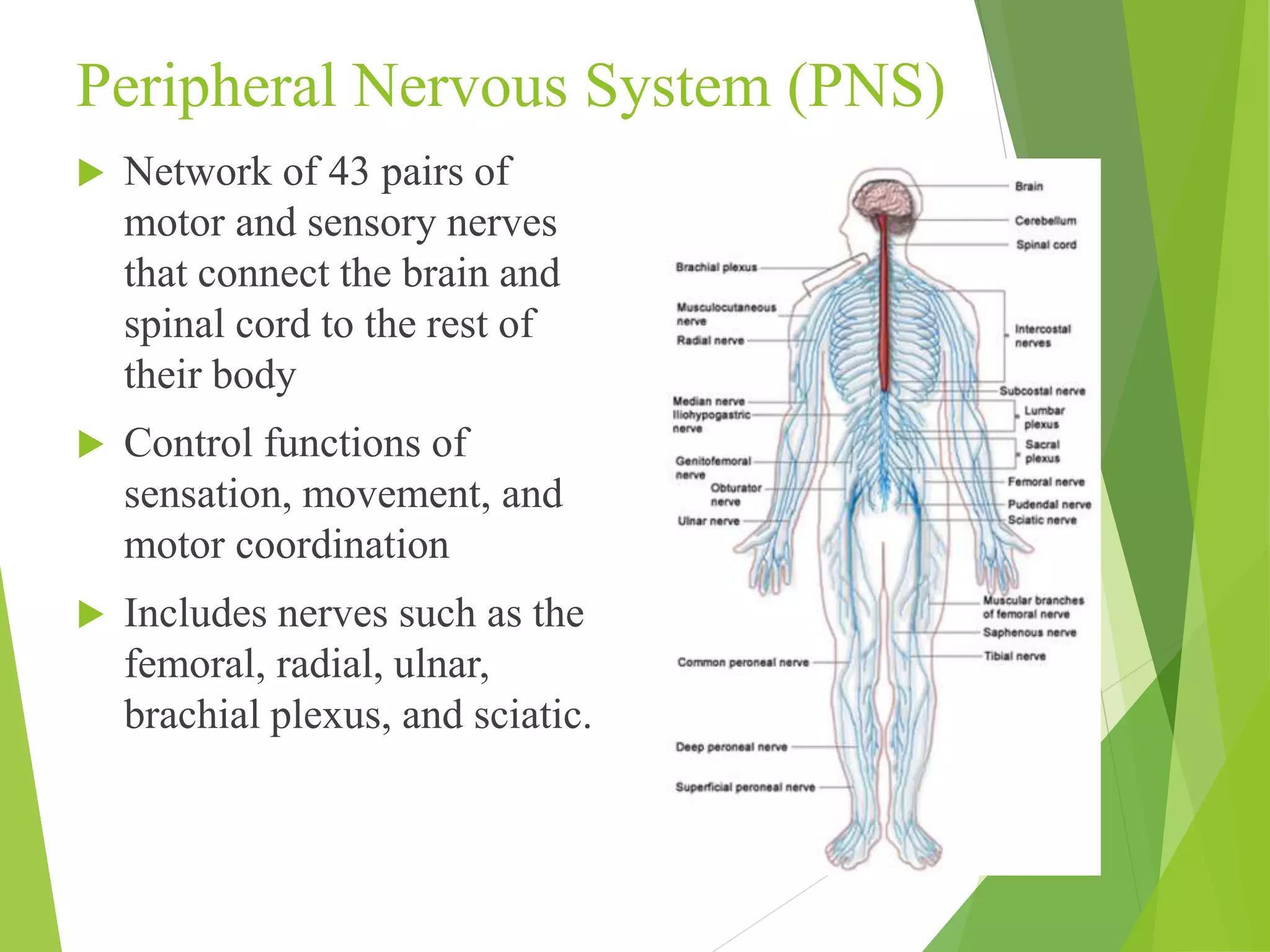 Peripheral Nervous System (PNS) 
 Network of 43 pairs of 
motor and sensory nerves 
that connect the brain and 
spinal cord to the rest of 
their body 
 Control functions of 
sensation, movement, and 
motor coordination 
 Includes nerves such as the 
femoral, radial, ulnar, 
brachial plexus, and sciatic. 
 