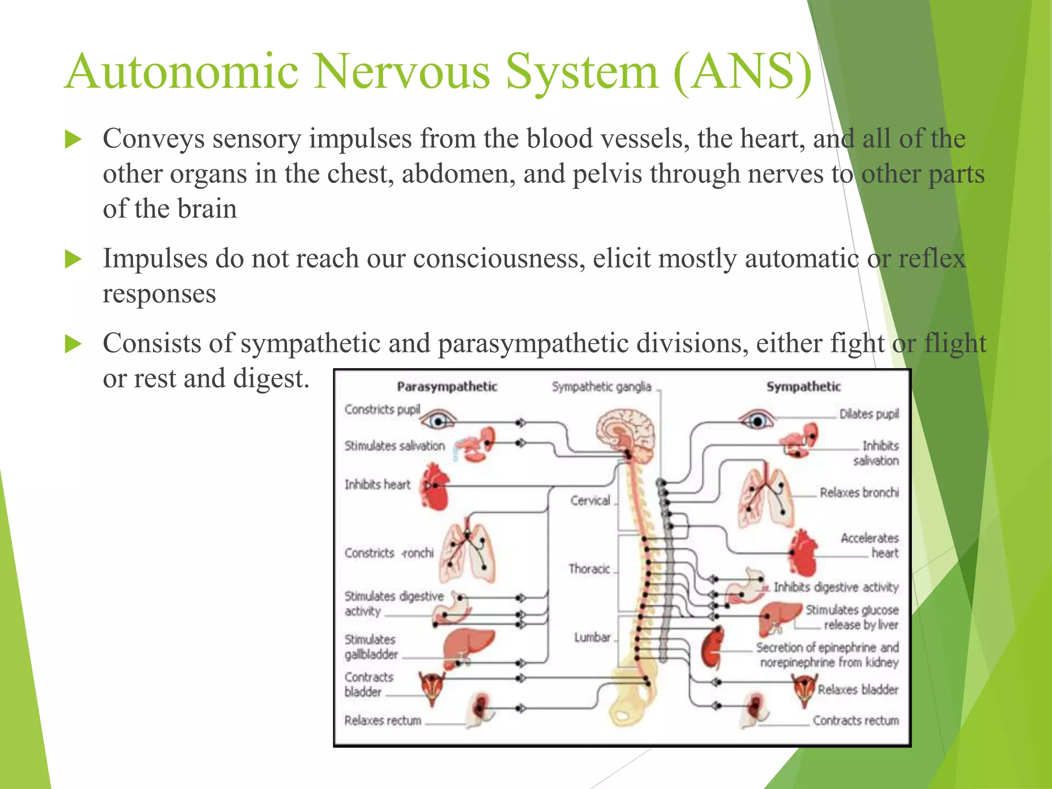 Autonomic Nervous System (ANS) 
 Conveys sensory impulses from the blood vessels, the heart, and all of the 
other organs in the chest, abdomen, and pelvis through nerves to other parts 
of the brain 
 Impulses do not reach our consciousness, elicit mostly automatic or reflex 
responses 
 Consists of sympathetic and parasympathetic divisions, either fight or flight 
or rest and digest. 
 