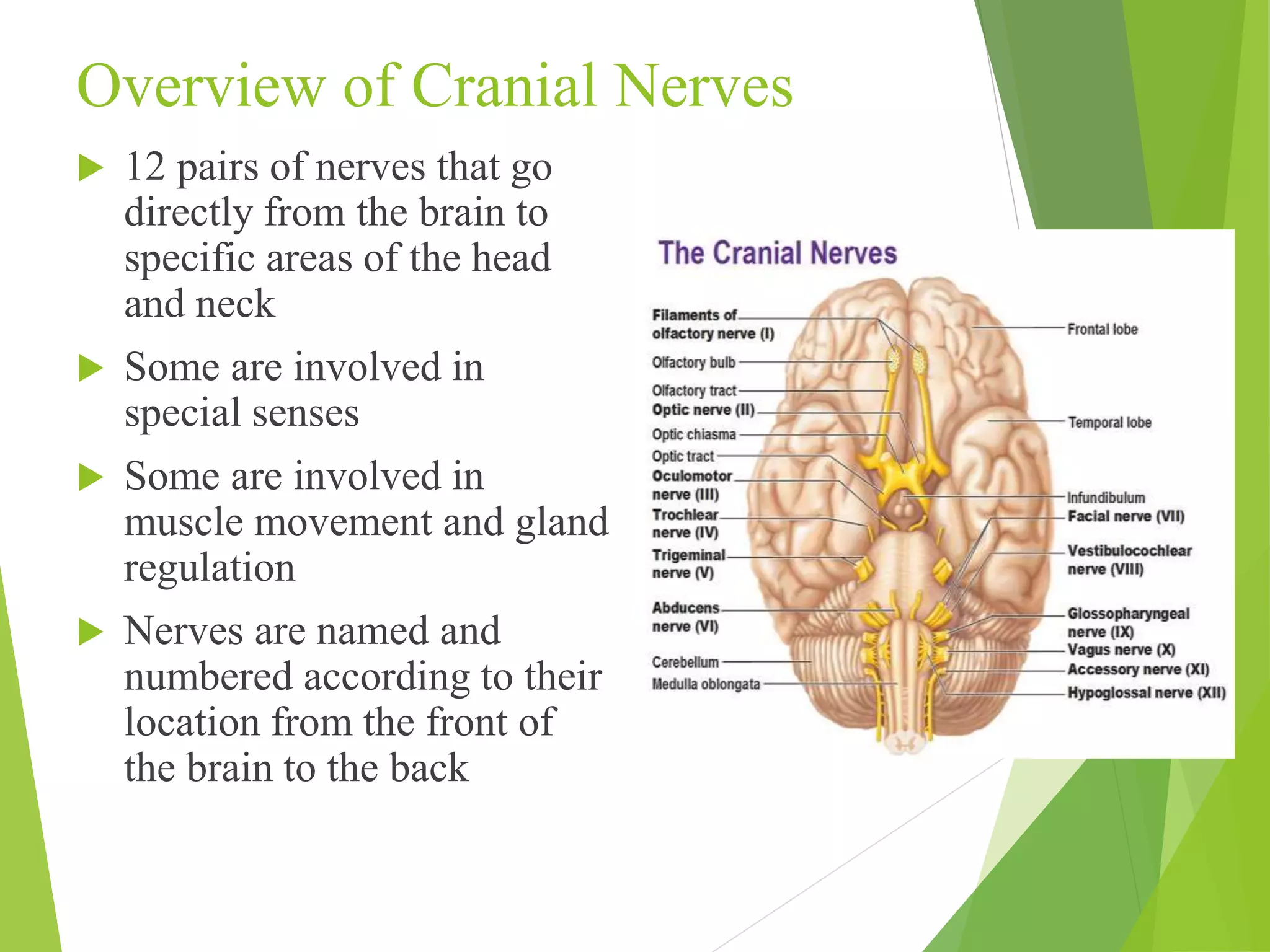Overview of Cranial Nerves 
 12 pairs of nerves that go 
directly from the brain to 
specific areas of the head 
and neck 
 Some are involved in 
special senses 
 Some are involved in 
muscle movement and gland 
regulation 
 Nerves are named and 
numbered according to their 
location from the front of 
the brain to the back 
 