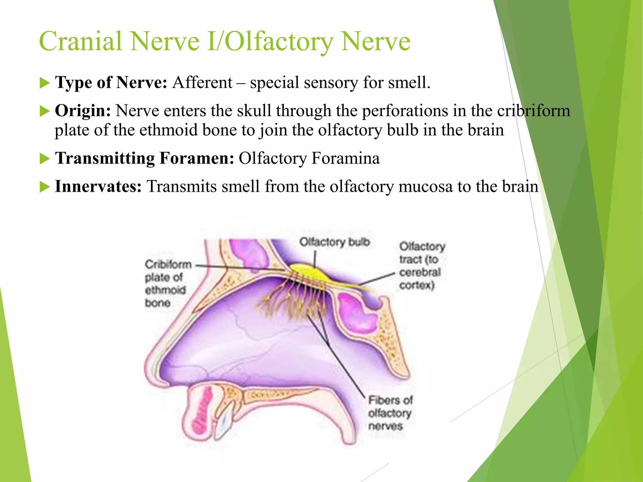 Cranial Nerve I/Olfactory Nerve 
 Type of Nerve: Afferent – special sensory for smell. 
 Origin: Nerve enters the skull through the perforations in the cribriform 
plate of the ethmoid bone to join the olfactory bulb in the brain 
 Transmitting Foramen: Olfactory Foramina 
 Innervates: Transmits smell from the olfactory mucosa to the brain 
 