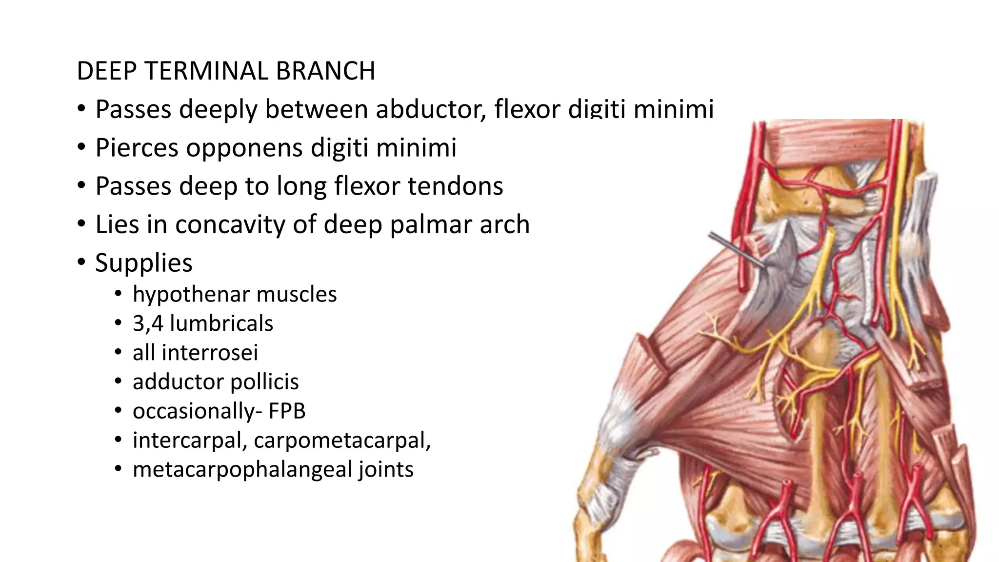 DEEP TERMINAL BRANCH
• Passes deeply between abductor, flexor digiti minimi
• Pierces opponens digiti minimi
• Passes deep to long flexor tendons
• Lies in concavity of deep palmar arch
• Supplies
• hypothenar muscles
• 3,4 lumbricals
• all interrosei
• adductor pollicis
• occasionally- FPB
• intercarpal, carpometacarpal,
• metacarpophalangeal joints
 