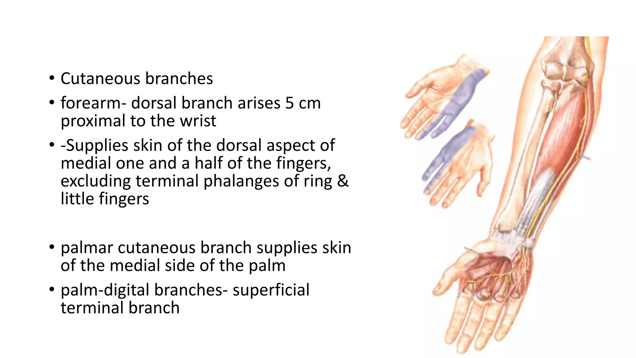 • Cutaneous branches
• forearm- dorsal branch arises 5 cm
proximal to the wrist
• -Supplies skin of the dorsal aspect of
medial one and a half of the fingers,
excluding terminal phalanges of ring &
little fingers
• palmar cutaneous branch supplies skin
of the medial side of the palm
• palm-digital branches- superficial
terminal branch
 