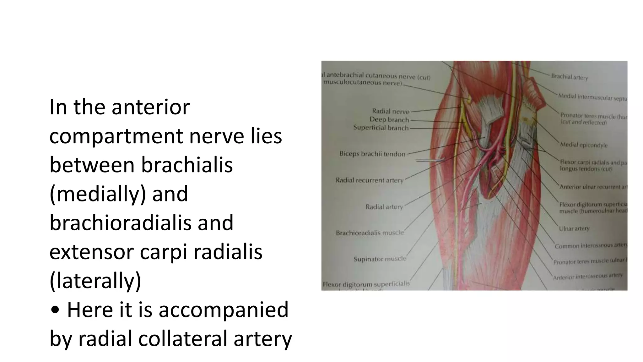 In the anterior
compartment nerve lies
between brachialis
(medially) and
brachioradialis and
extensor carpi radialis
(laterally)
• Here it is accompanied
by radial collateral artery
 