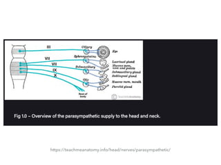 Nerves of the head | PDF