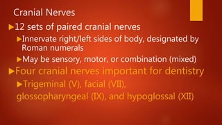 Nerves of the Head and Neck: Intro, CNS, PNS, Cranial Nerves ...