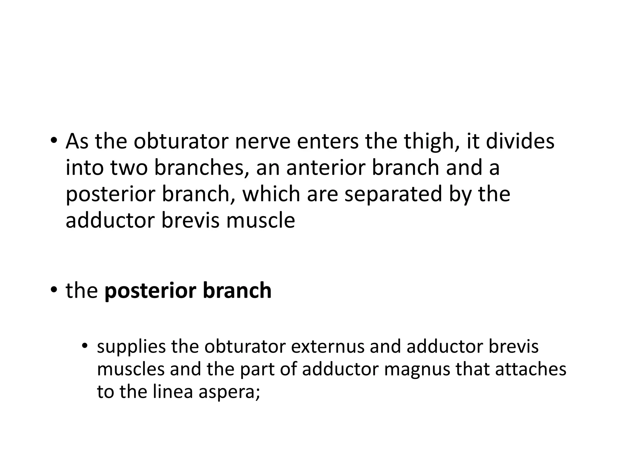 • As the obturator nerve enters the thigh, it divides
into two branches, an anterior branch and a
posterior branch, which are separated by the
adductor brevis muscle
• the posterior branch
• supplies the obturator externus and adductor brevis
muscles and the part of adductor magnus that attaches
to the linea aspera;
 