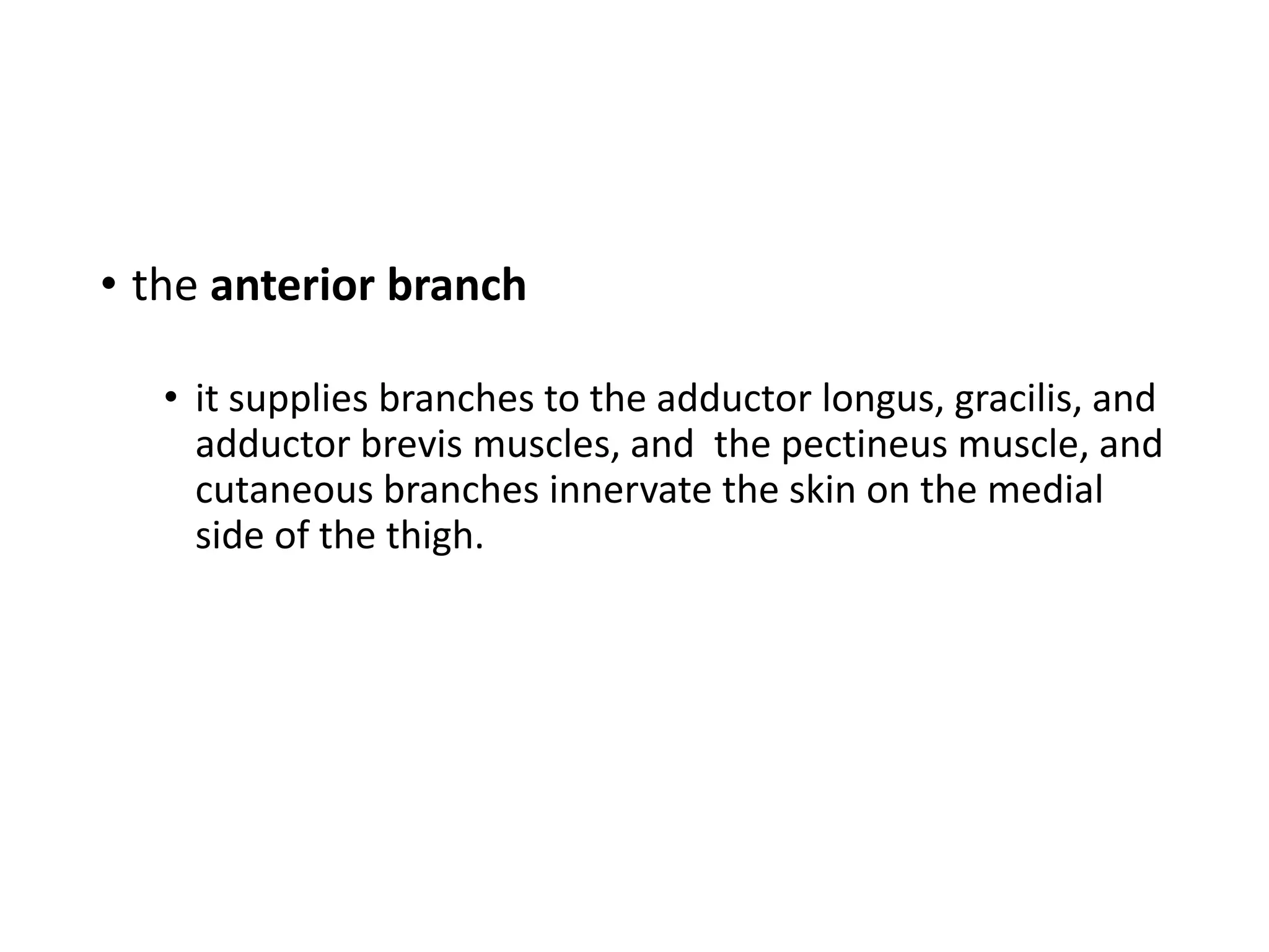 • the anterior branch
• it supplies branches to the adductor longus, gracilis, and
adductor brevis muscles, and the pectineus muscle, and
cutaneous branches innervate the skin on the medial
side of the thigh.
 