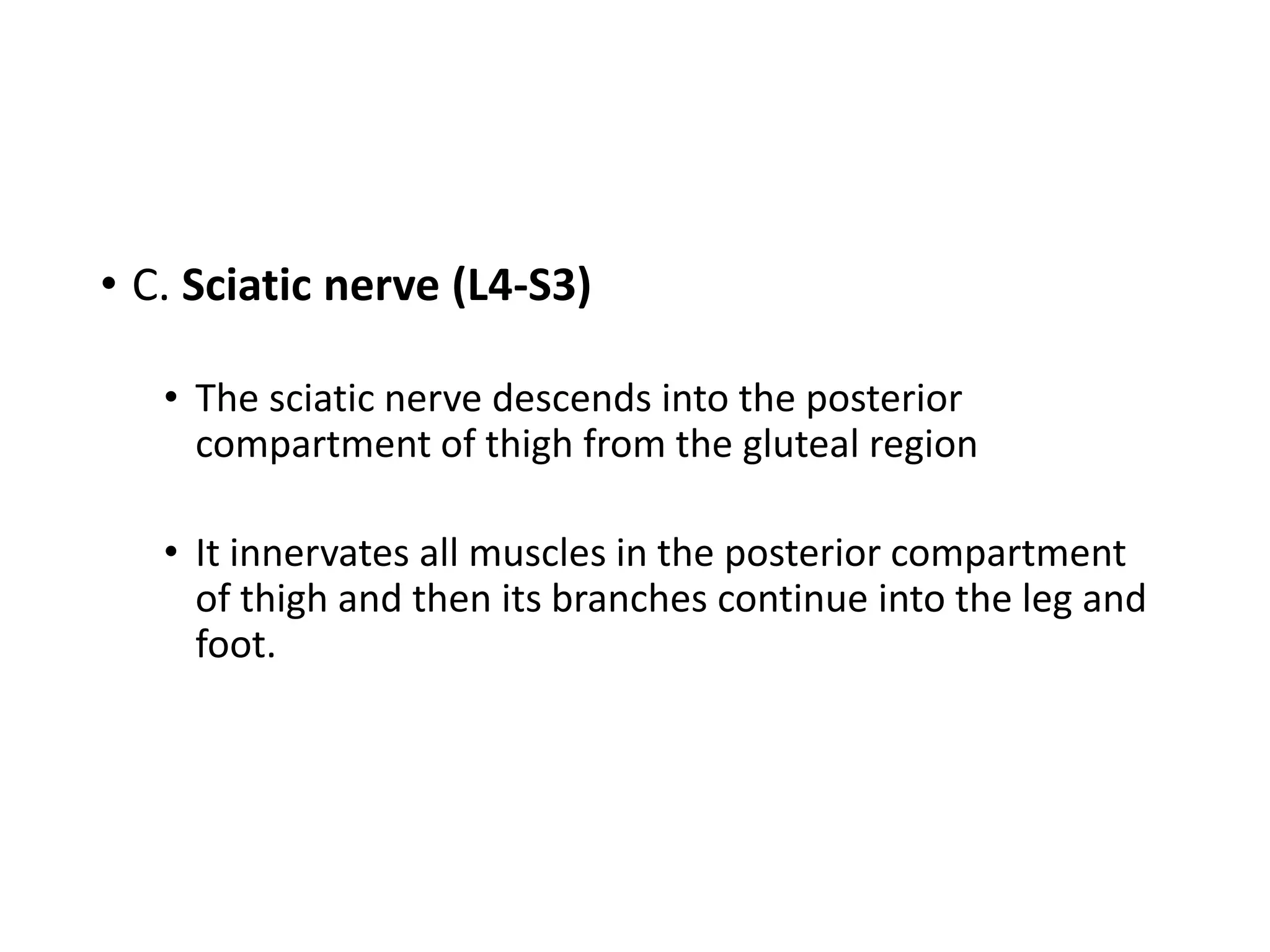 • C. Sciatic nerve (L4-S3)
• The sciatic nerve descends into the posterior
compartment of thigh from the gluteal region
• It innervates all muscles in the posterior compartment
of thigh and then its branches continue into the leg and
foot.
 