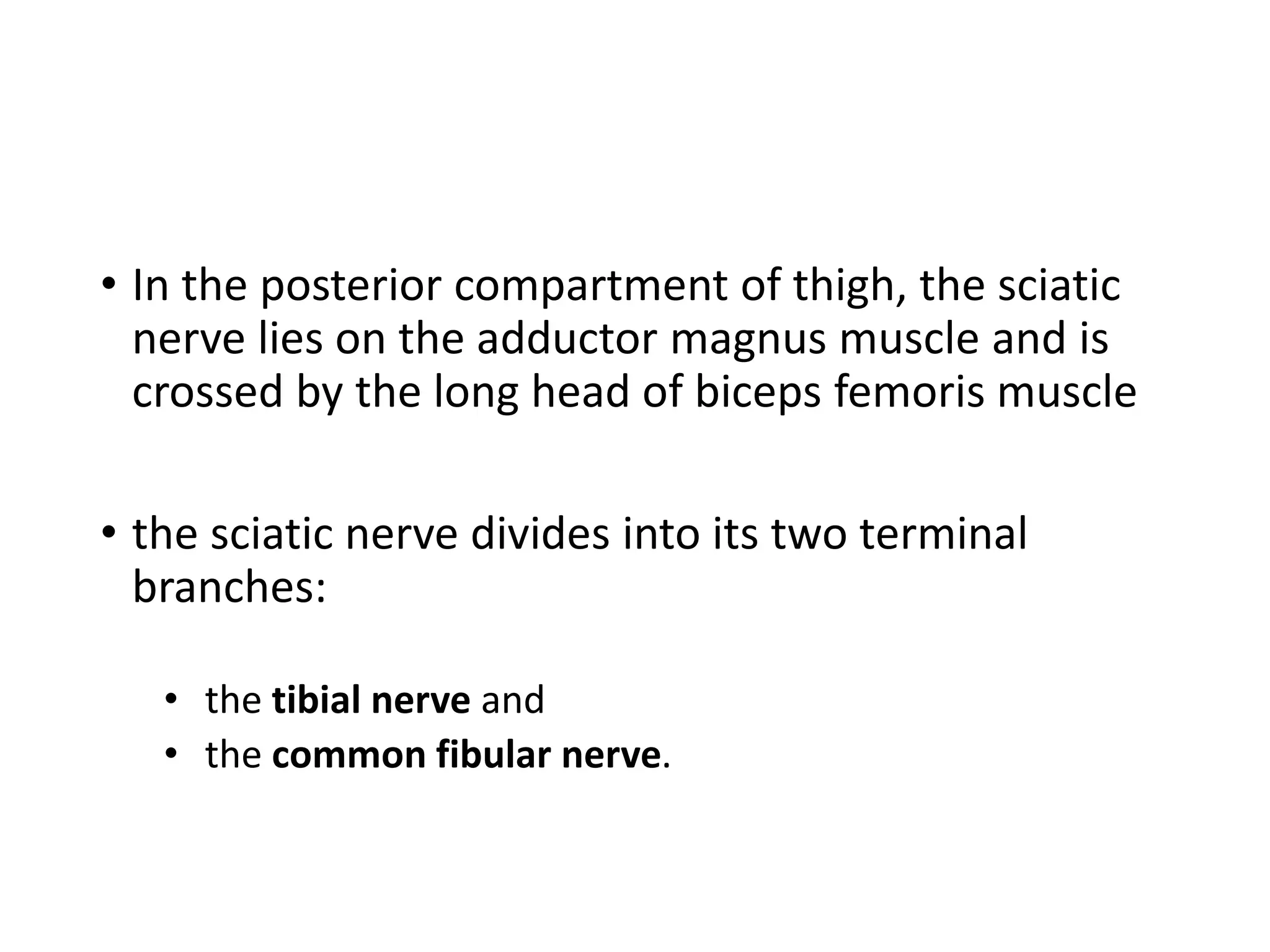 • In the posterior compartment of thigh, the sciatic
nerve lies on the adductor magnus muscle and is
crossed by the long head of biceps femoris muscle
• the sciatic nerve divides into its two terminal
branches:
• the tibial nerve and
• the common fibular nerve.
 
