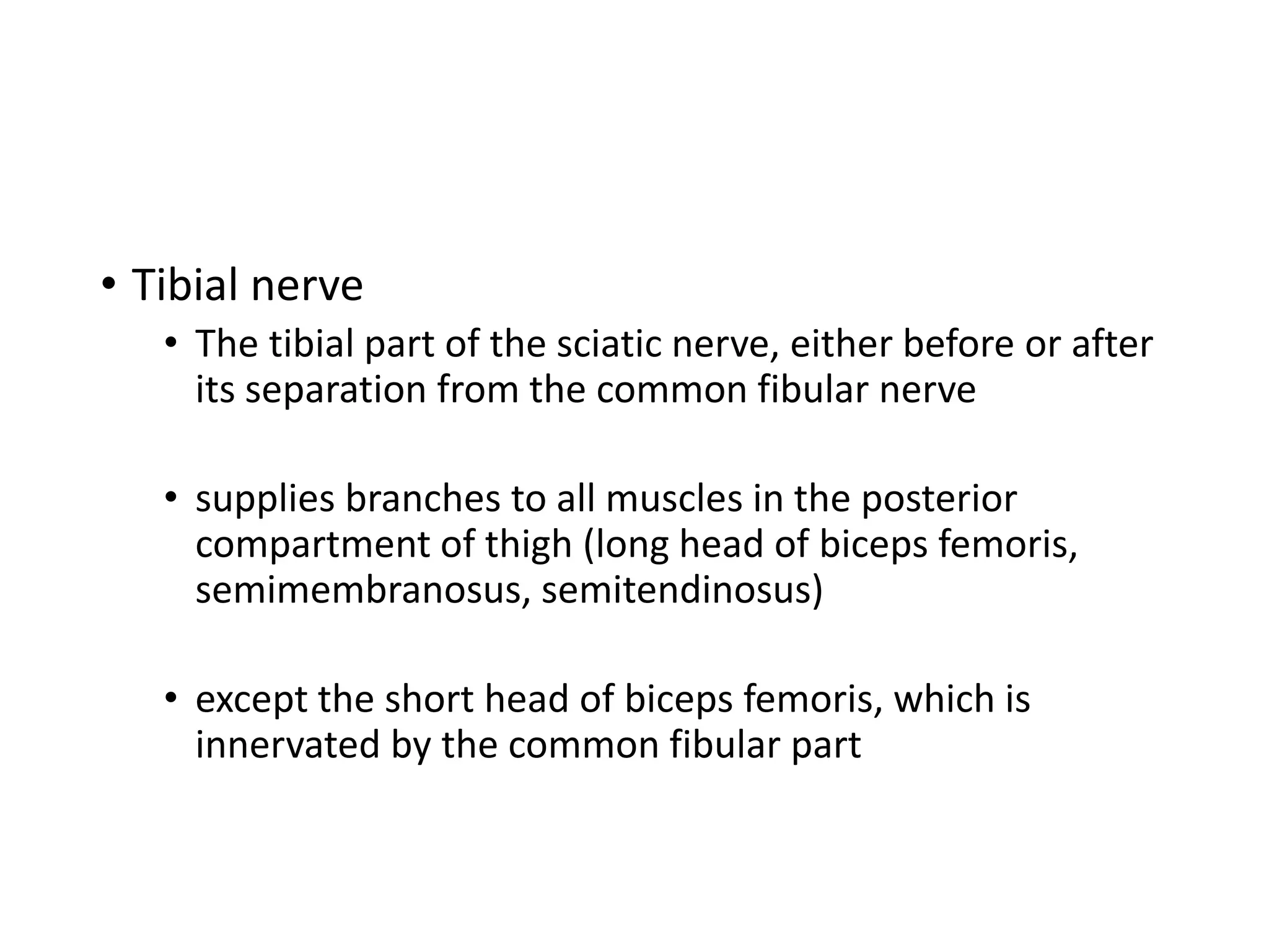 • Tibial nerve
• The tibial part of the sciatic nerve, either before or after
its separation from the common fibular nerve
• supplies branches to all muscles in the posterior
compartment of thigh (long head of biceps femoris,
semimembranosus, semitendinosus)
• except the short head of biceps femoris, which is
innervated by the common fibular part
 