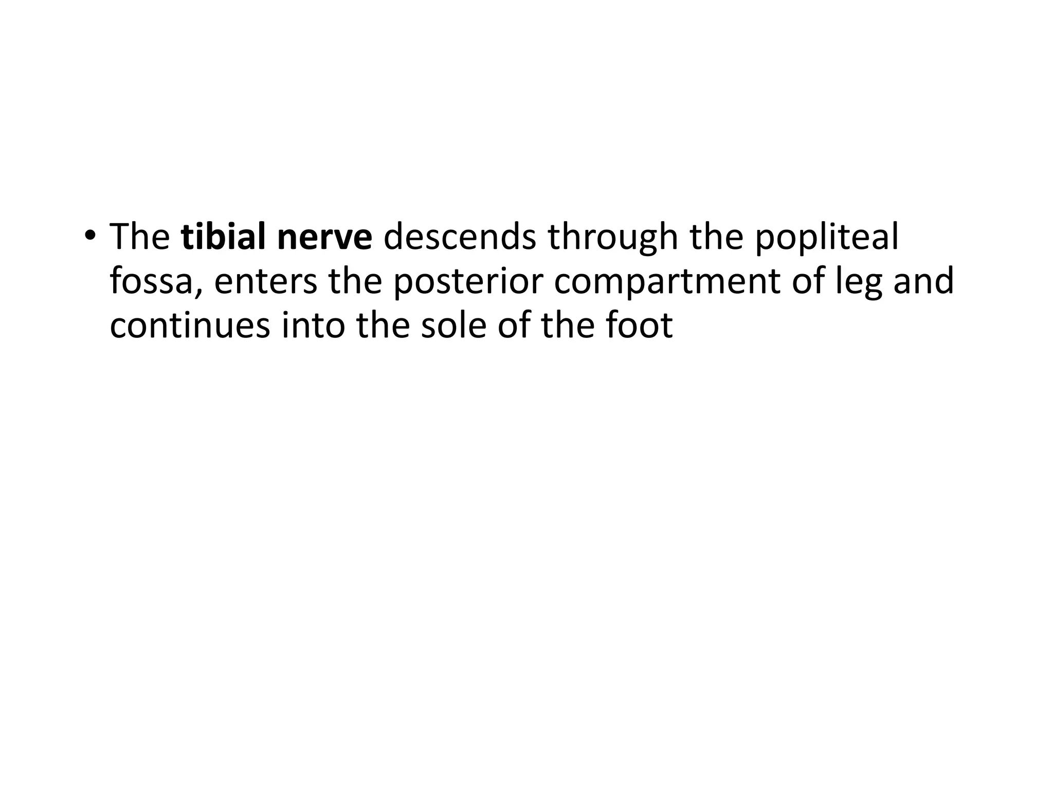 • The tibial nerve descends through the popliteal
fossa, enters the posterior compartment of leg and
continues into the sole of the foot
 